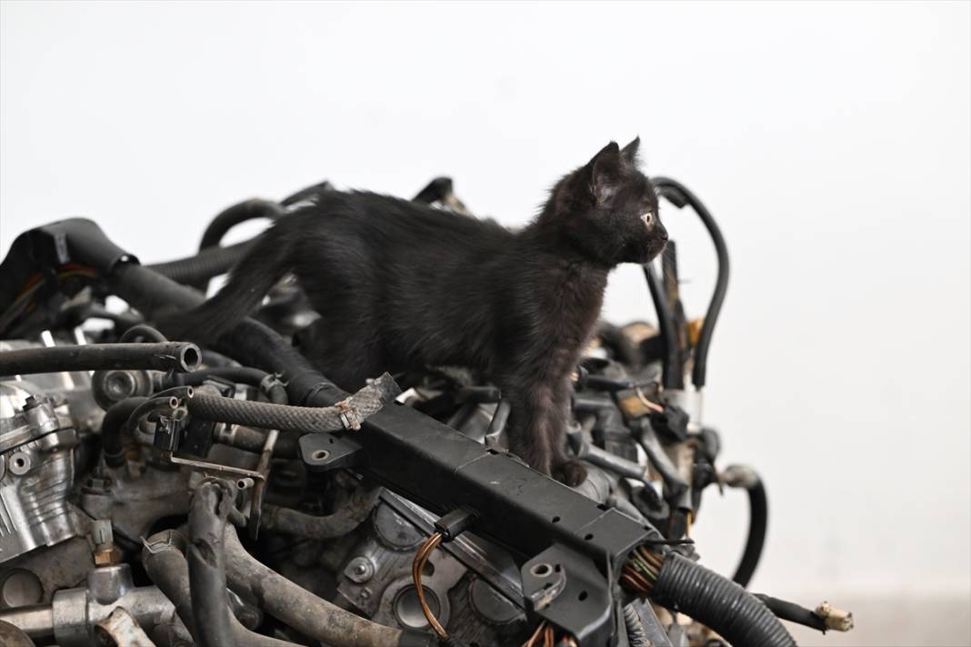 Tamirhanenin yeni Çırak'ı görenlerin yüzünü güldürüyor 11